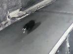 layar-tangkap-video-kamera-pengawas-yang-merekam-binatang-diduga-babi.jpg