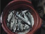 lemak-ikan-perkembangan-otak-ramy-ferdian-santoso_20150213_051801.jpg