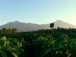 lendang-nangka_20161116_080707.jpg