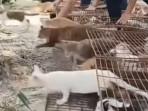 Pelepasan 1.100 Kucing ke Waduk dalam Ritual ‘Pelepasan Hidup’ Picu Kemarahan Publik di Tiongkok