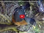 letakkan-kamera-di-dekat-sarang-burung-pria-ini-rekam-kejadian-mengerikan_20170828_115729.jpg