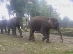 lihat-gajah-gajah-ini-berjalan-rapi-seperti-paskibra-1_20151030_023806.jpg