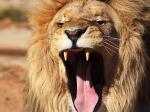 lion_singa_ngamuk_wid.jpg