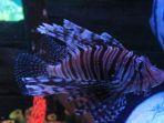 lionfish-qq.jpg