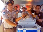 lobster-dilepaskan-di-taman-nasional-bunaken_1_20170705_092520.jpg