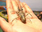lobster-hasil-budidaya-kkp.jpg