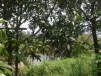 lokasi-tempat-warga-gantung-diri_20180203_134754.jpg