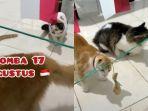 lomba-kucing-3.jpg