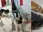lomba-kucing-5.jpg