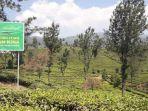 luas-lahan-perkebunan-kina-yang-terus-berkurang-termasu.jpg