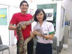 lucky-hakim-periksa-ular-peliharaannya-usai-operasi-kanker-di-klinik.jpg