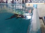 lumba-lumba-hidung-botol-dolphin-park-ocean-dream-samudra-taman-impian-jaya-ancol_20160309_121746.jpg