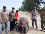 lumba-lumba-terdampar-di-pinggir-pantai_20180717_101113.jpg