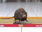 lustrasi-perangkat-tikus-dengan-cap-gajah-youtube.jpg