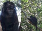 lutung-jawa-3421.jpg