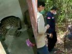 macan-akar-masuk-ke-rumah-warga-di-desa-merangin-kecamatan-minas-siak.jpg