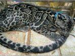 macan-dahan-oki1.jpg
