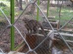 macan-dahan-riau_20180329_102444.jpg