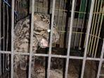 macan-dahan-terjebak-di-kamar-mandi-warga-pasaman-barat-ketakutan-dikira-harimau-sumatera.jpg