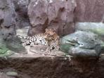 macan-males_20160309_095708.jpg