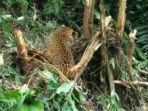 macan-tutul-berkeliaran_20180323_103432.jpg