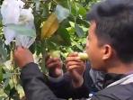 makan-jambu_20160729_214256.jpg
