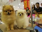 makassar-dog-show-2015_20150526_000233.jpg