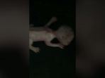 makhluk-mirip-kucing-kecil-berkepala-manusia_20171019_001744.jpg