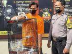 maling-burung-murai.jpg