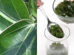 manfaat-daun-cincau.jpg