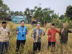 Abu Batubara PLTU Labuan Dimanfaatkan untuk Pupuk Organik, Hasil Panen Padi Naik 50 Persen