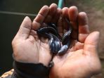 Tidak Harus Salmon yang Mahal, Cukupi Nutrisi Anak dengan Ikan Lokal, Lele Gizinya Tak Kalah Lengkap