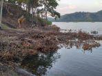 manggrove-ditebang11.jpg