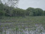 mangrove-1-030824.jpg