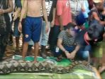 manusia-sebenarnya-bukan-mangsa-ular-inilah-dugaan-kuat-penyebab-wa-ditelan-piton_20180621_104629.jpg