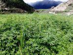 marijuana-di-bhutan.jpg