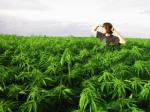 mariyuana-ganja.jpg