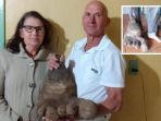 marli-dan-paulo-ciquinel-menemukan-kentang-raksasa-seberat-8-kilogram_20180818_150735.jpg