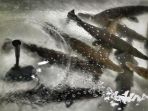 masyarakat-serahkan-212-ikan-alligator-ke-bkipm_20180709_125353.jpg