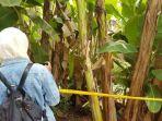 mayat-di-depok-di-kebon-pisang.jpg