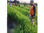 mayat-ditemukan-membusuk-di-sawah.jpg