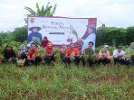 mbak-ita-panen-bawang-merah-bersama-kelompok-tani-sumber-rezeki.jpg