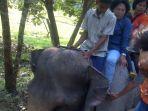 medan-zoo123.jpg
