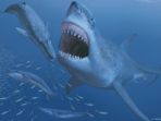megalodon_20180810_160529.jpg