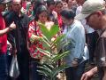 megawati-tanam-salak-condet.jpg