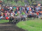 mekepung_20150811_181755.jpg