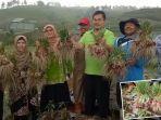 Melihat dari Dekat Panen Raya Bawang di Solok: Bawang Lebih Besar Segar hingga Curhat Petani