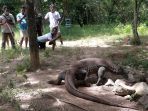 melihat-hewan-komodo-di-pulau-komodo_20210329_233312.jpg