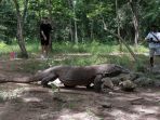 melihat-hewan-komodo-di-pulau-komodo_20210329_233441.jpg