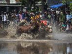 Berita Foto : Melihat Keseruan Karapan Sapi Brujul di Probolinggo